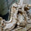 Thumbnail: A Exceptional 19th Century French Painted Rococo Overmantel Wall Mirror