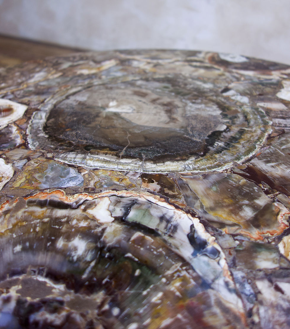 Thumbnail: A Circular Petrified Wood Low - Coffee Table