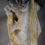 Thumbnail: A Decorative 20th Cent Faux Buffalo Skull Sculpture