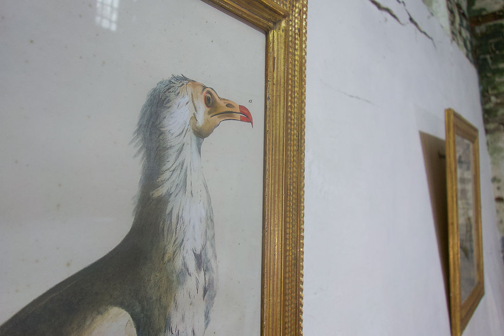 Thumbnail: Four 19th Century Gilt Framed Bird Lithographs 'The Naturalist Atlas' H. v. Hirt