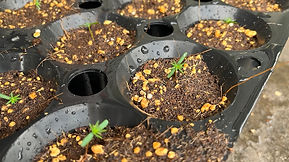 全国植樹祭用少花粉ヒノキ鉢上げ