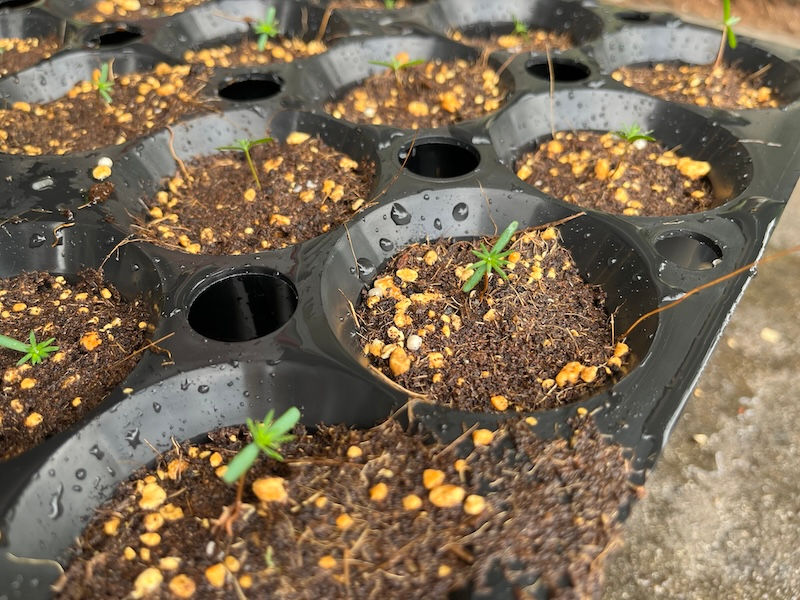 全国植樹祭用少花粉ヒノキ鉢上げ