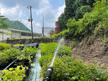 日照りで水やりが大変