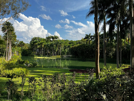 Paisagem do Instituto Inhotim em Minas Gerais. Um grande lago verde reflete a densa vegetação tropical e palmeiras imperiais que o cercam. Em primeiro plano, jardins meticulosamente projetados com gramados e folhagens variadas. Ao fundo, nuvens brancas volumosas contrastam com o céu azul intenso. A imagem captura a integração entre arte, botânica e arquitetura típica do museu.