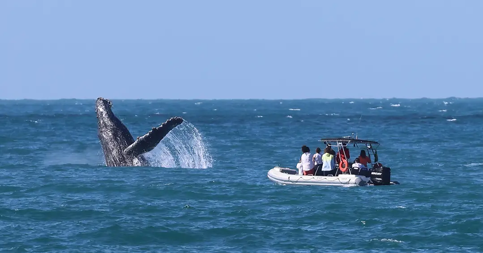 Baleia emerge da água próxima a um barco com turistas em São Sebastião. Os passageiros observam o animal enquanto ele levanta parte do corpo acima do mar, em um cenário de turismo de observação de baleias.
