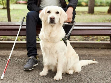 Cão-guia de pelagem clara está sentado em primeiro plano, usando arnês, enquanto uma pessoa segura sua guia ao fundo, sentada em um banco. Ao lado, há uma bengala branca apoiada, indicando o uso por uma pessoa com deficiência visual. O ambiente parece um parque, com chão pavimentado e área verde ao redor.