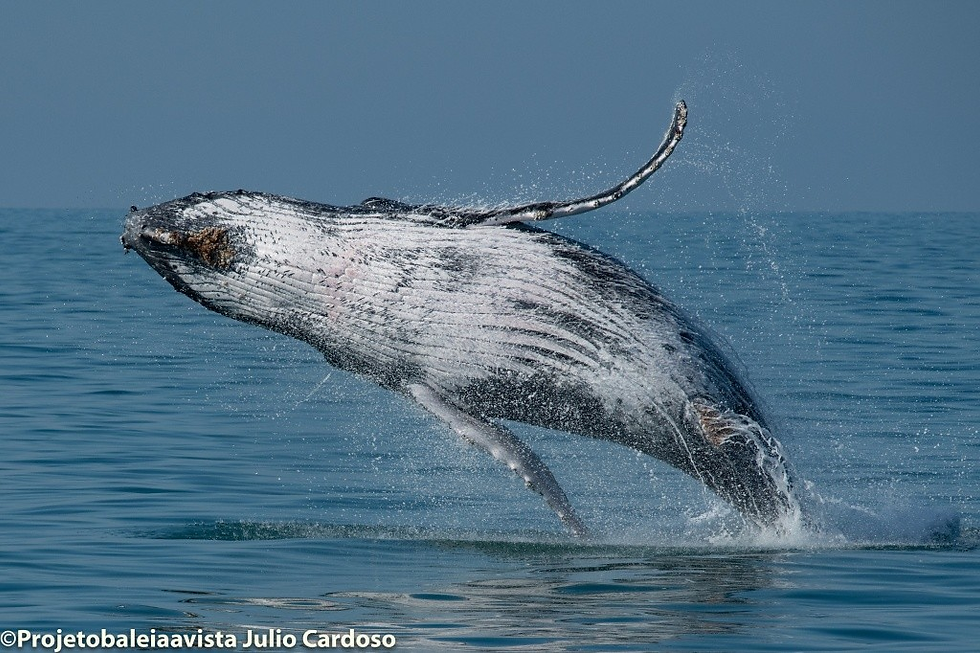 Baleia salta parcialmente para fora do mar em São Sebastião, com o corpo inclinado e água espirrando ao redor. O oceano está calmo e o céu claro ao fundo, destacando o momento de observação da vida marinha.
