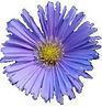 Blue Chamomile Essential Oil