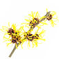 Witch Hazel Hydrosol