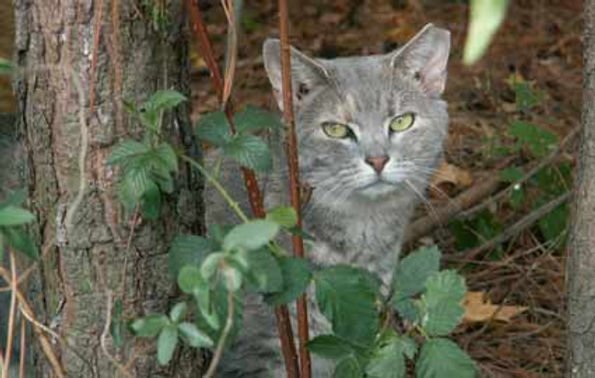 feral-cat pic.jpg