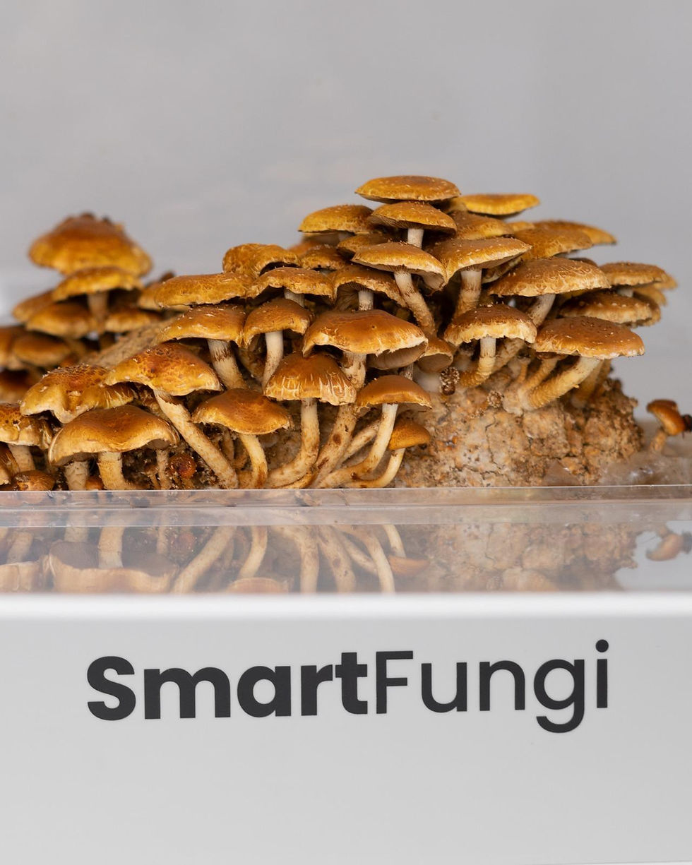 Miniatura: Suscripción SmartFungi 1 bloque / 2 meses SIN envío (6 entregas)