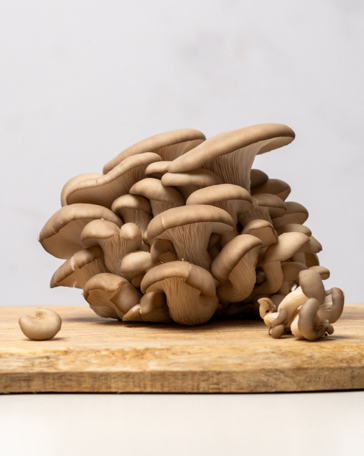 Gírgolas grises frescas 1 kg