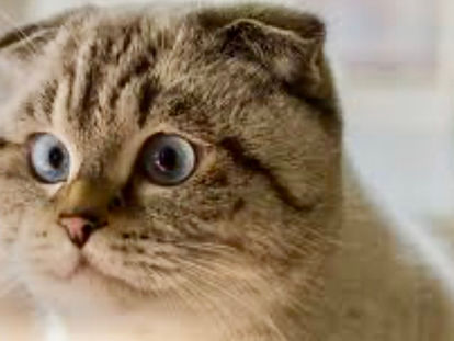 O BAGULHO DO BABADO, NA MORAL!