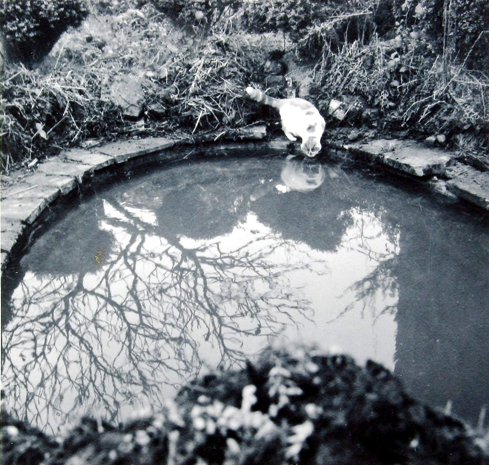 Fish pond