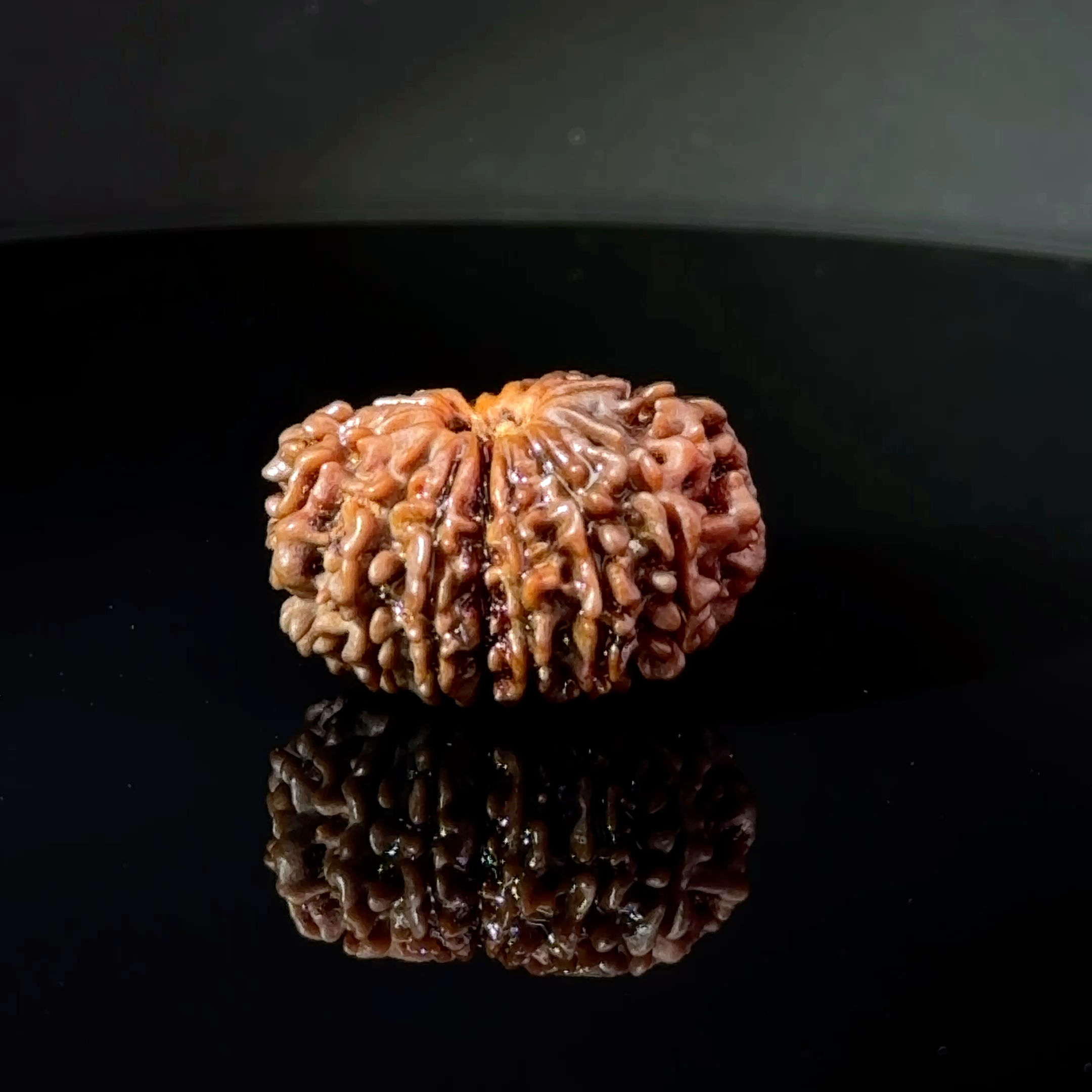 Certified 14 Mukhi Nepali Rudraksha IGL- 145143RD