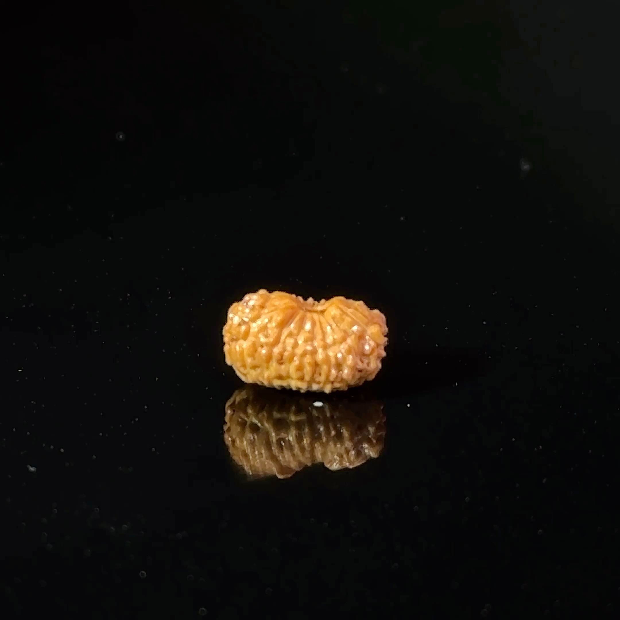 Certified 17 Mukhi Indonesian Rudraksha IGL- 127557RD