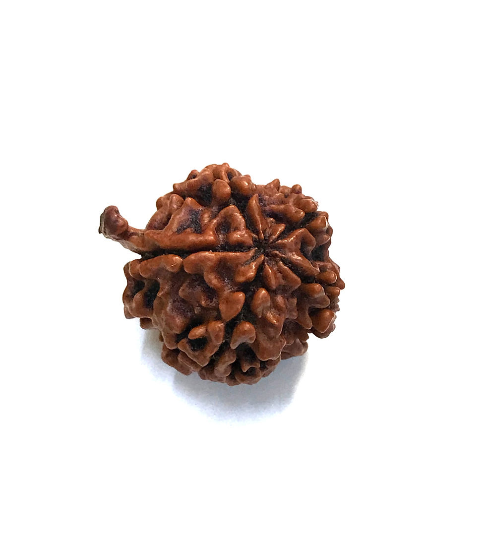 Thumbnail: 6 Mukhi Ganesh Nepali Collection Rudraksha