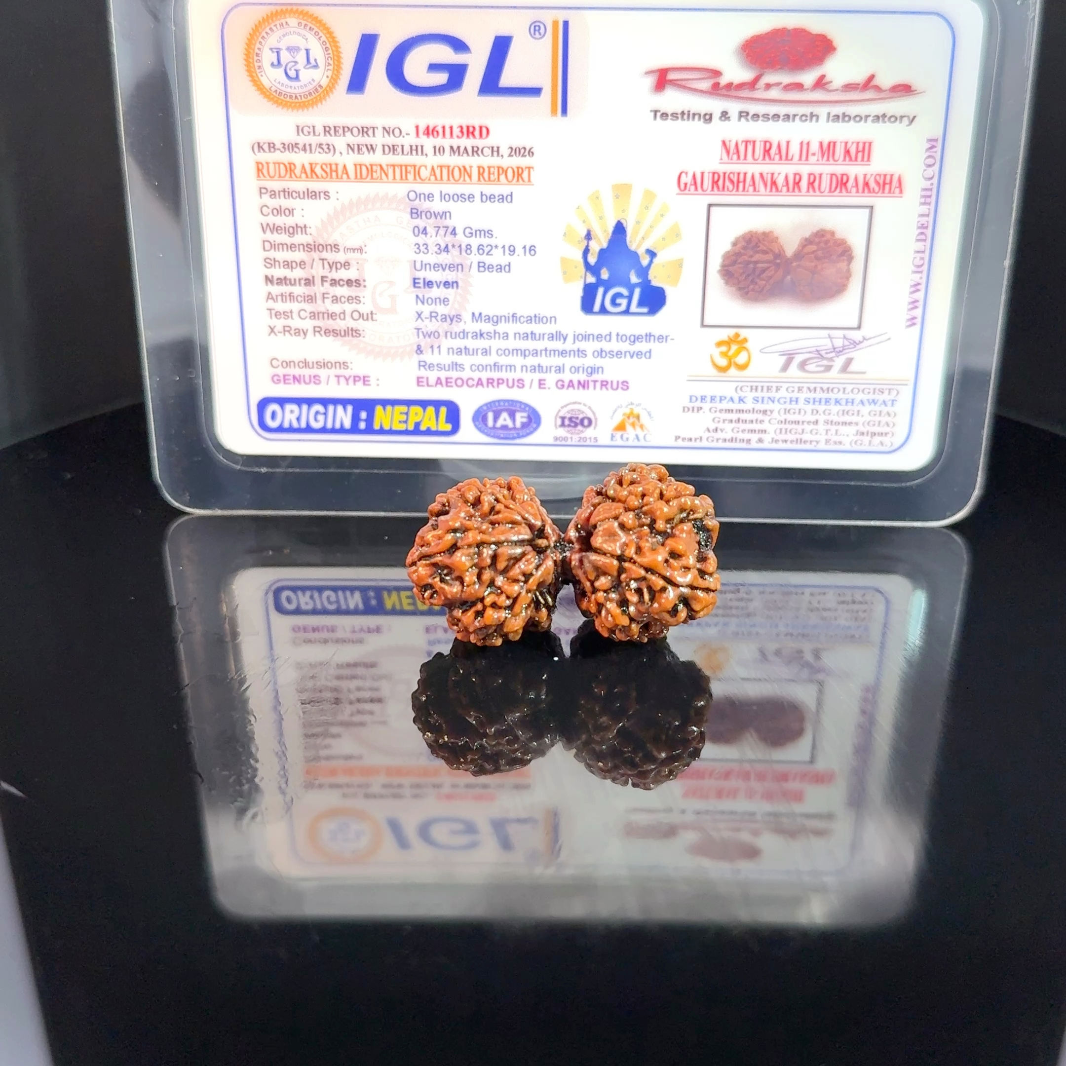 Certified Gauri Shankar Collector Rudraksha IGL-146113RD