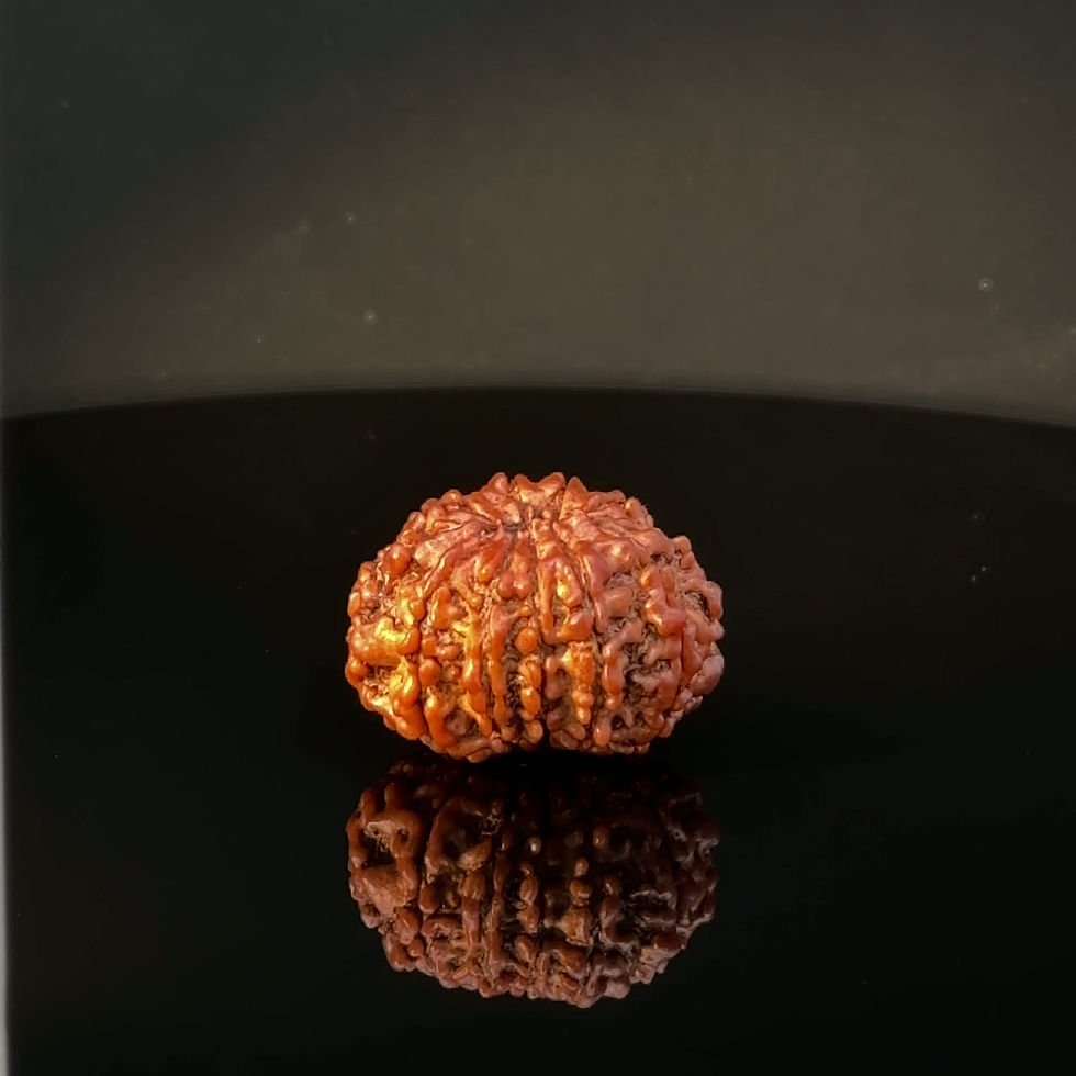 Thumbnail: Certified Original 11-Mukhi Nepali Rudraksha IGL- 146069RD