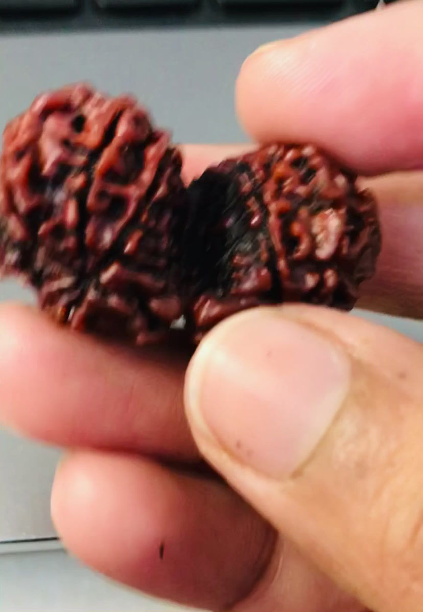 Thumbnail: Gauri Shankar Nepali Collection Rudraksha