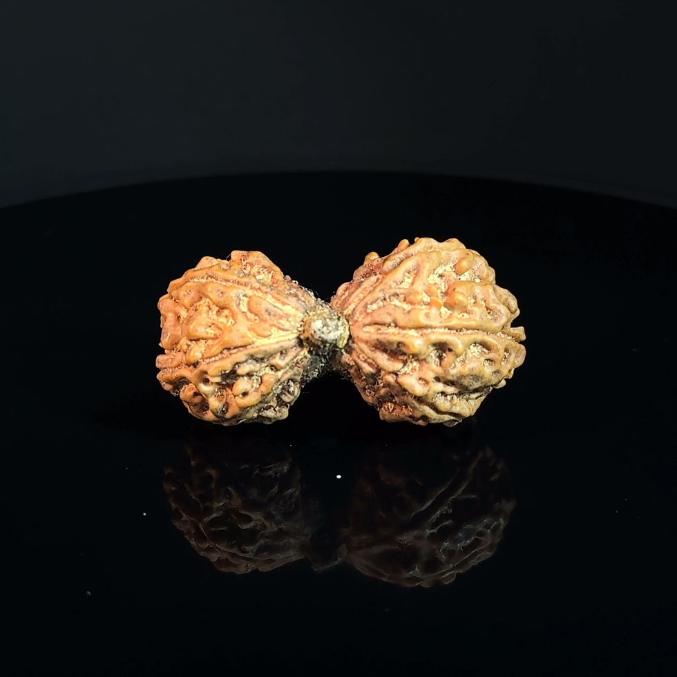 Thumbnail: Certified Gauri Shankar Collector Rudraksha