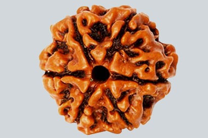 6 Mukhi Nepali Rudraksha