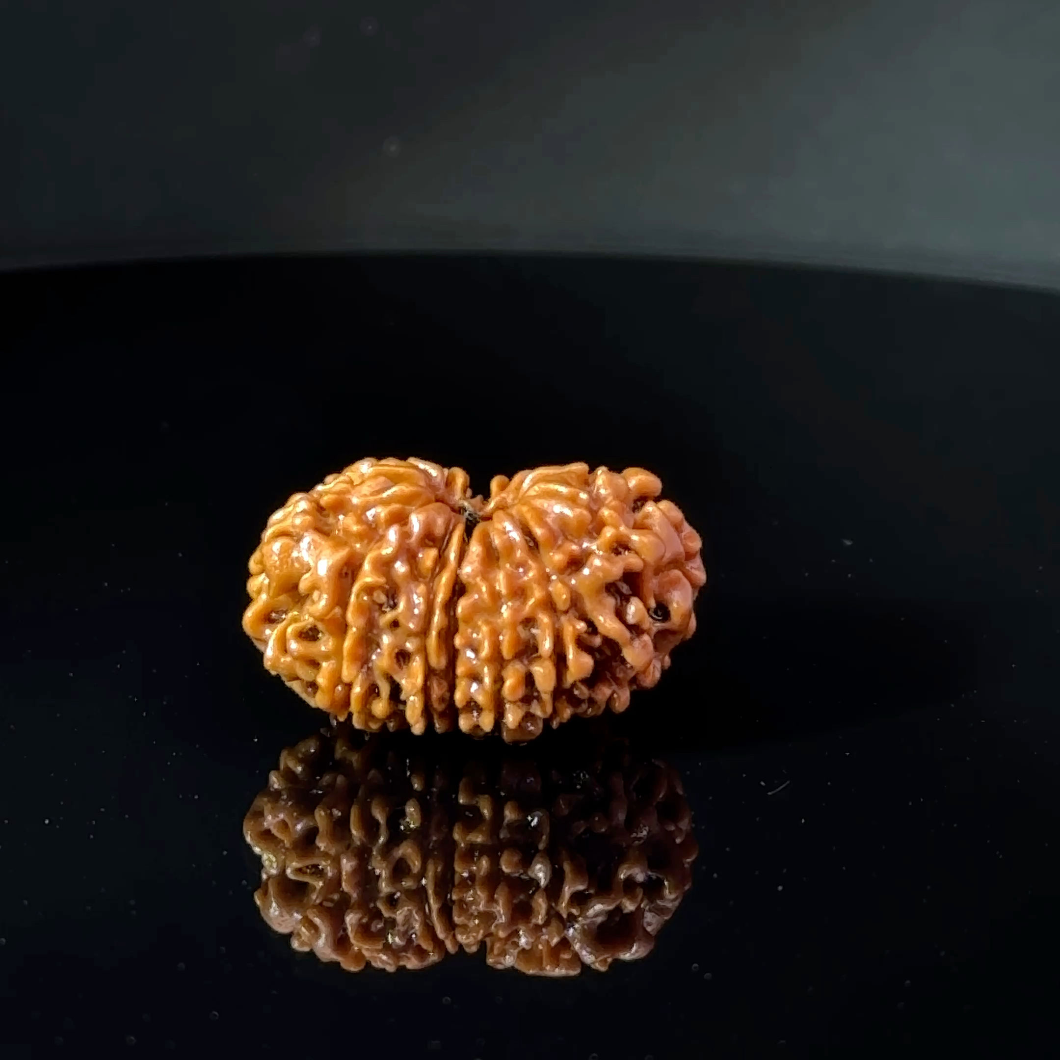 Certified 14 Mukhi Nepali Rudraksha IGL- 145136RD