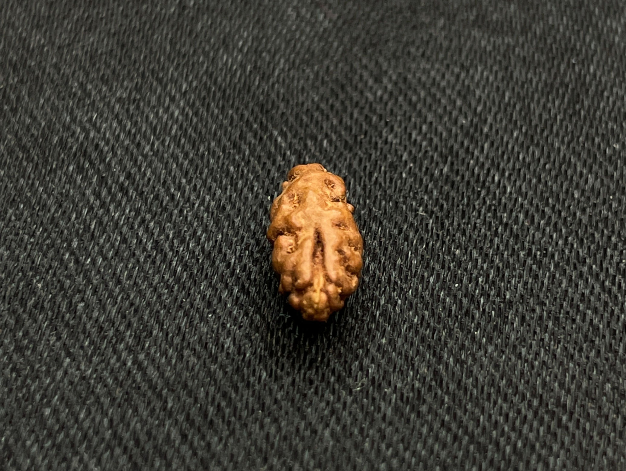 1 Mukhi Small Indonesian Rudraksha