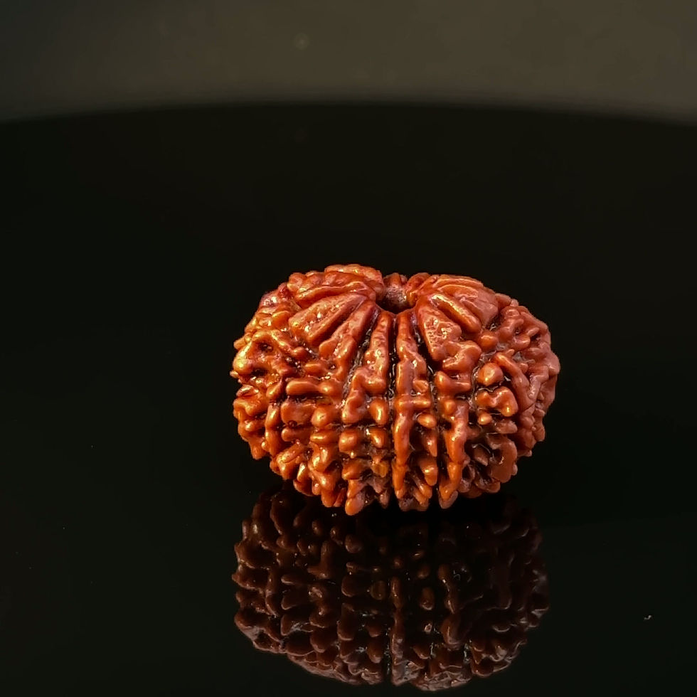 Thumbnail: Certified Original 11-Mukhi Nepali Rudraksha IGL- 146073RD