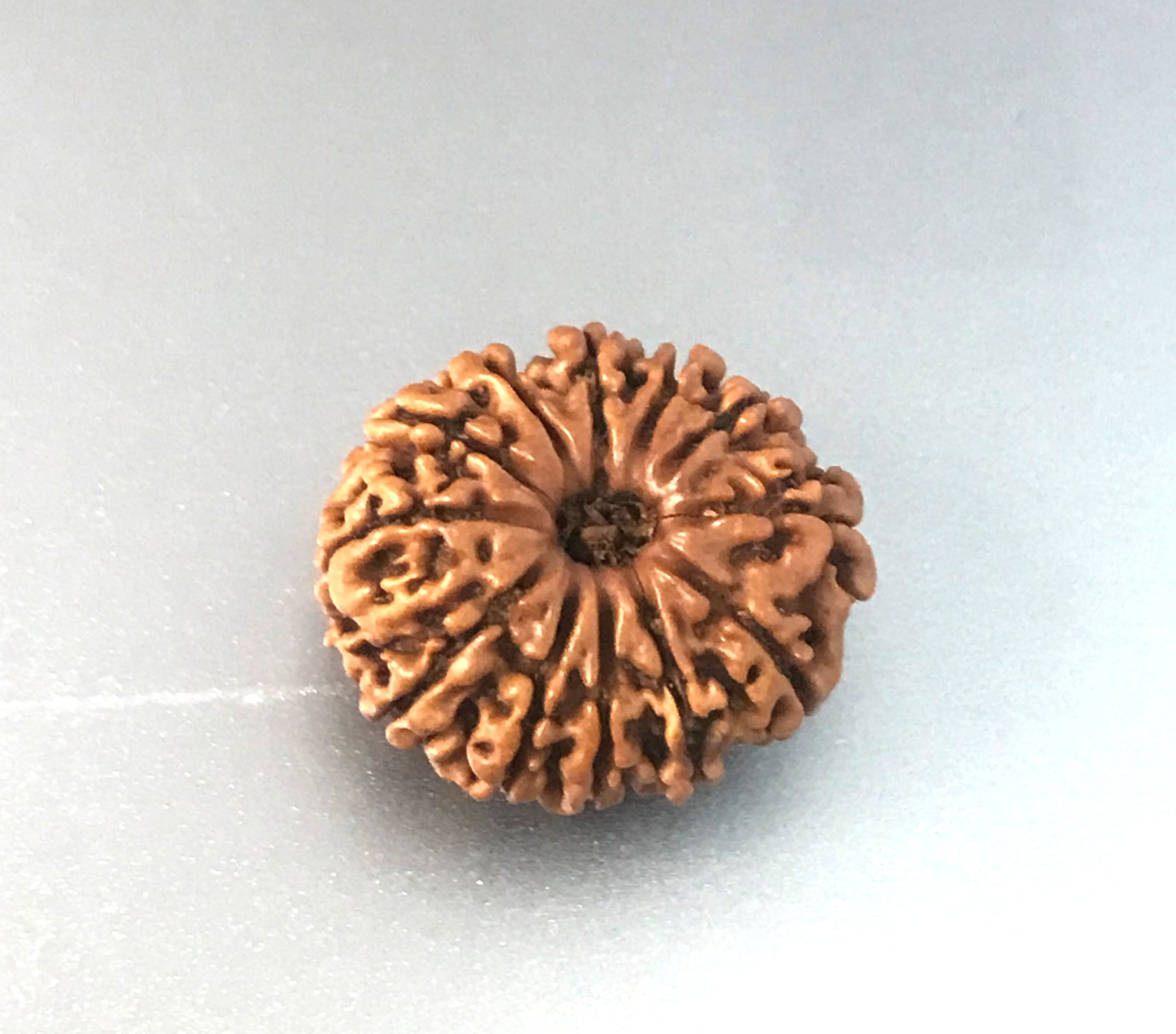 Certified 12 Mukhi Rudraksha