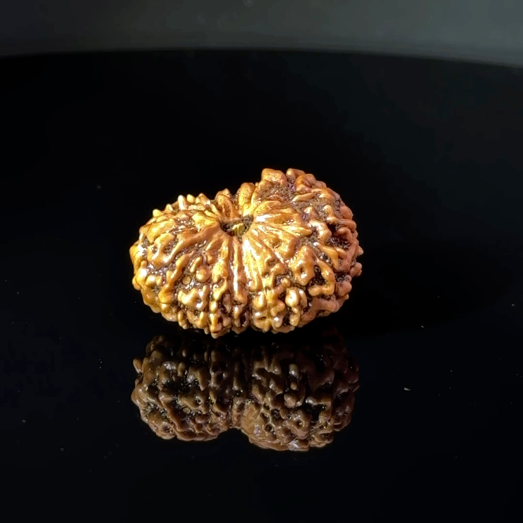 Certified 15 Mukhi Nepali Rudraksha IGL- 135508RD