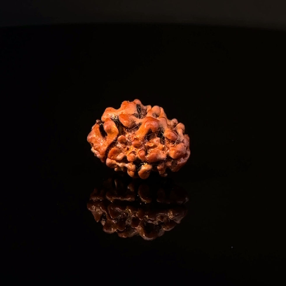 Thumbnail: Certified Original 2-Mukhi Nepali Rudraksha IGL- 147848RD