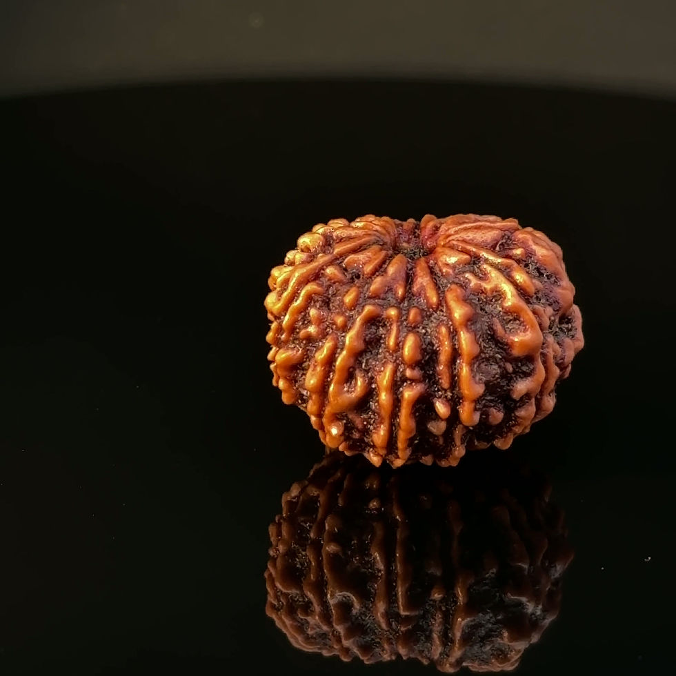 Thumbnail: Certified Original 11-Mukhi Nepali Rudraksha IGL- 146075RD