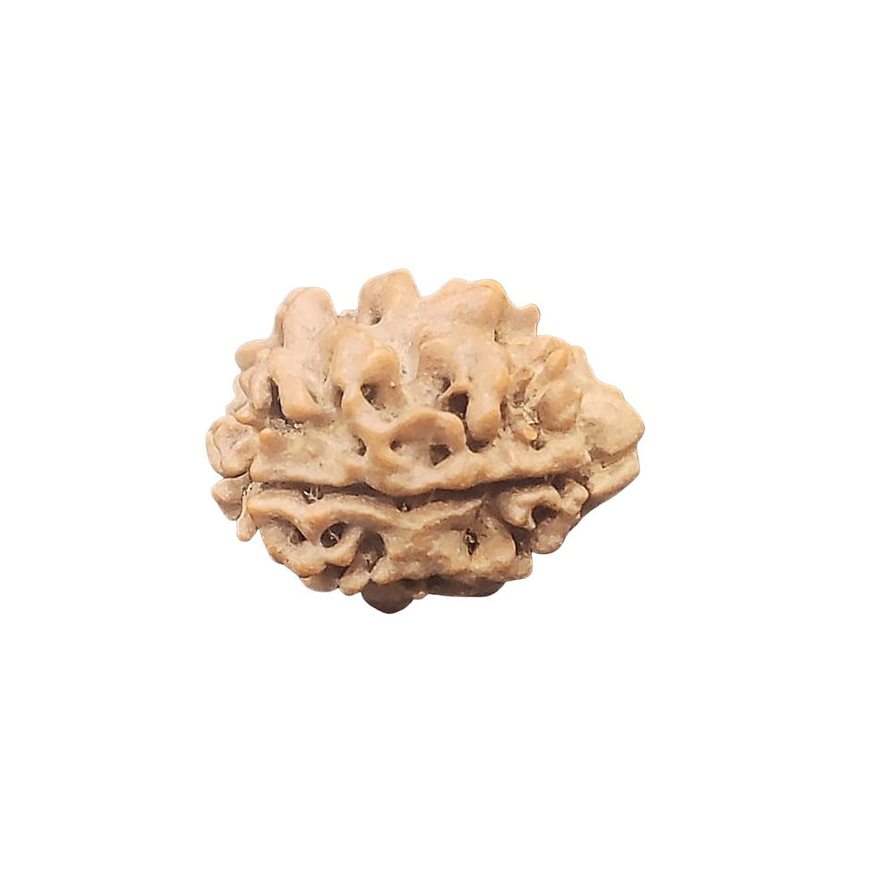 Certified Original 2-Mukhi Nepali Rudraksha