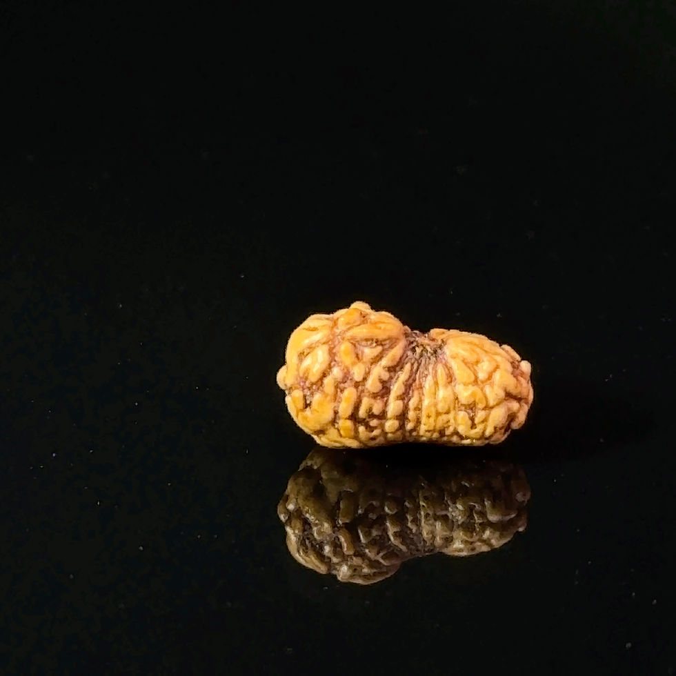 Thumbnail: Certified 17 Mukhi Indonesian Rudraksha IGL- 127555RD