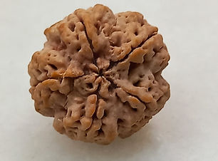 Certified 5 Mukhi Nepali Rudraksha