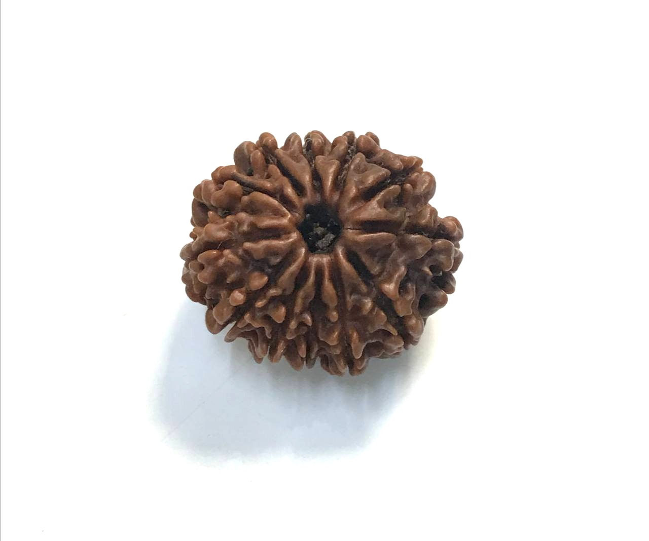 12 Mukhi Nepali Rudraksha