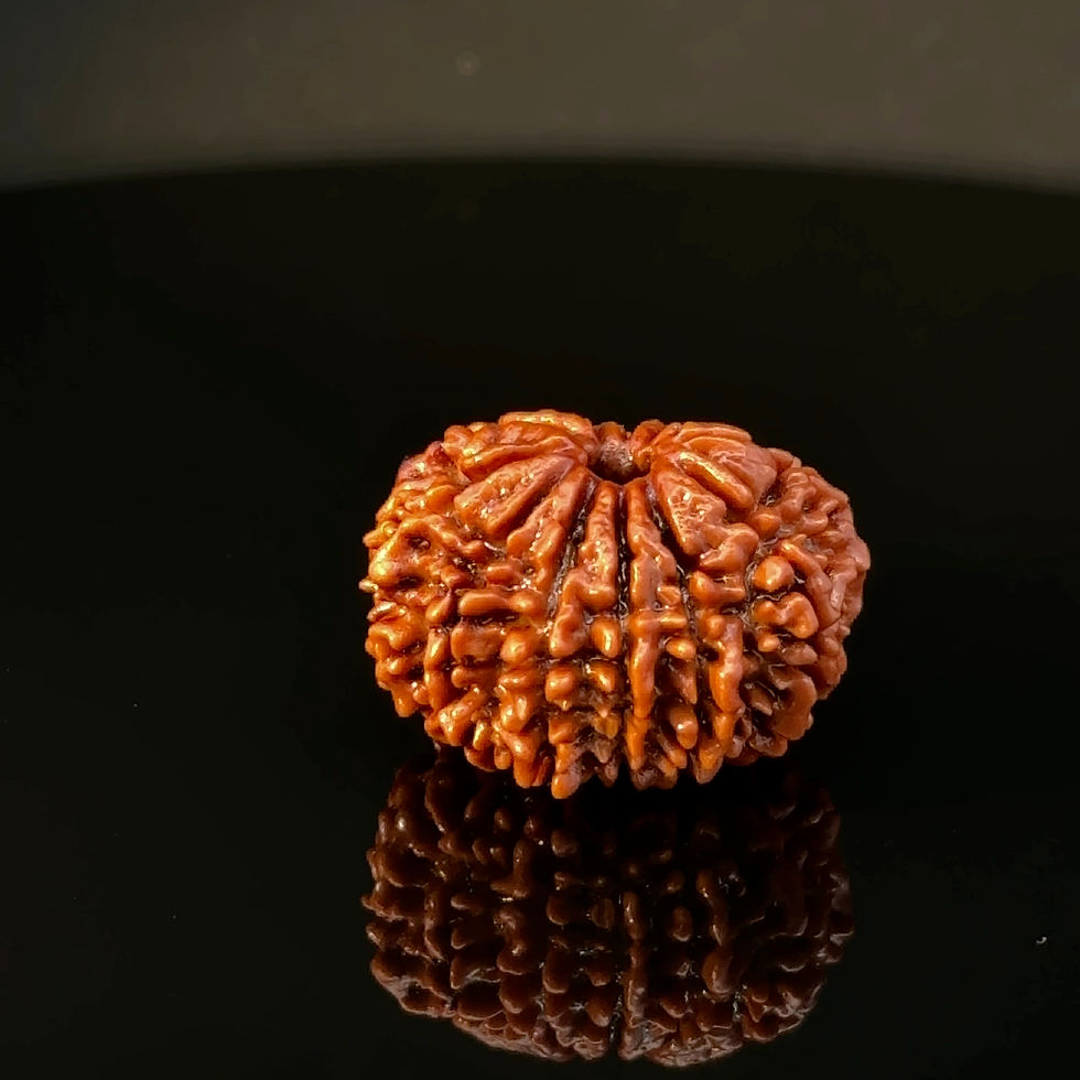 Thumbnail: Certified Original 11-Mukhi Nepali Rudraksha IGL- 146073RD