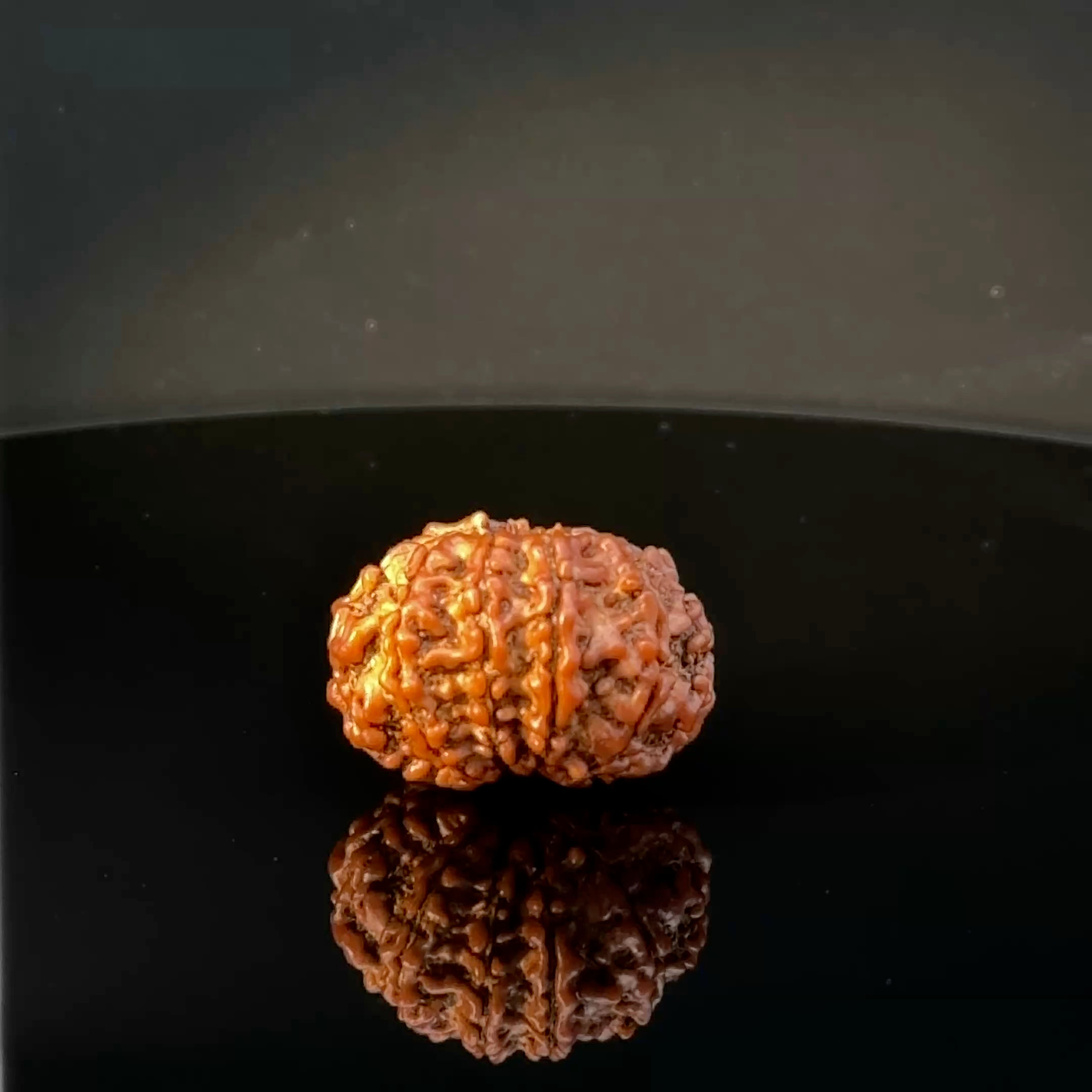 Certified Original 11-Mukhi Nepali Rudraksha IGL- 146069RD