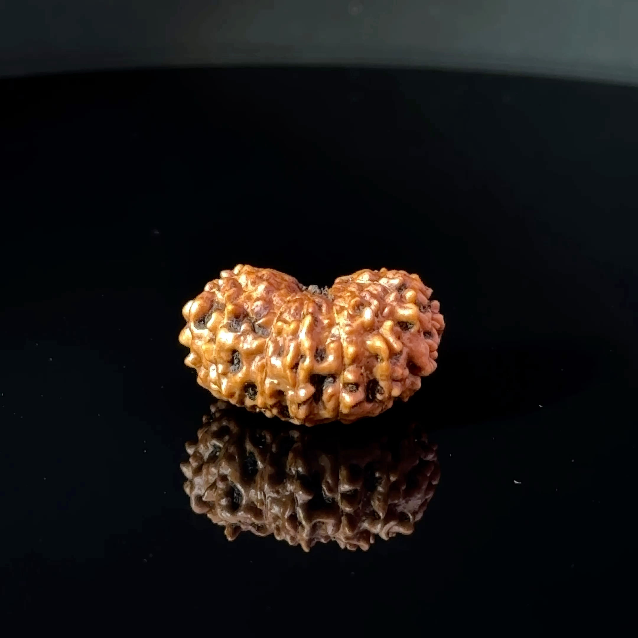 Certified 15 Mukhi Nepali Rudraksha IGL- 135509RD