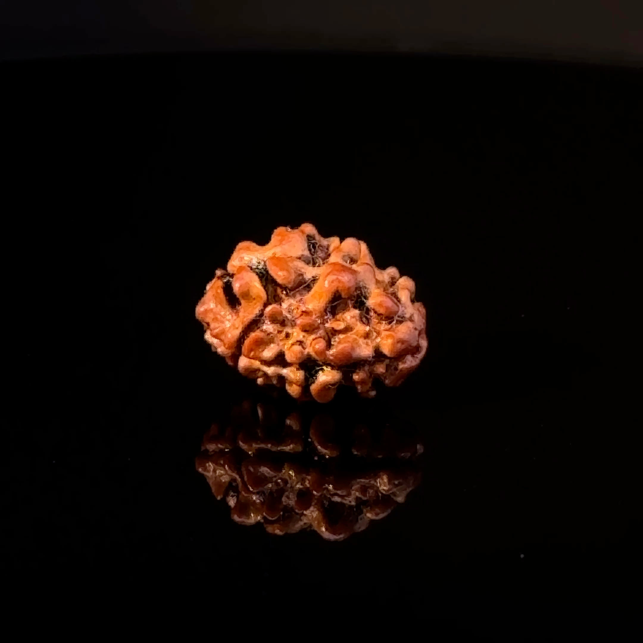 Certified Original 2-Mukhi Nepali Rudraksha IGL- 147848RD