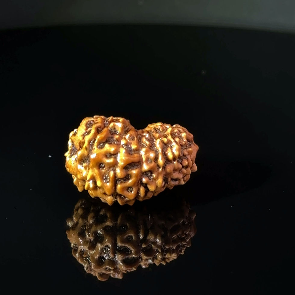 Thumbnail: Certified 15 Mukhi Nepali Rudraksha IGL- 135508RD