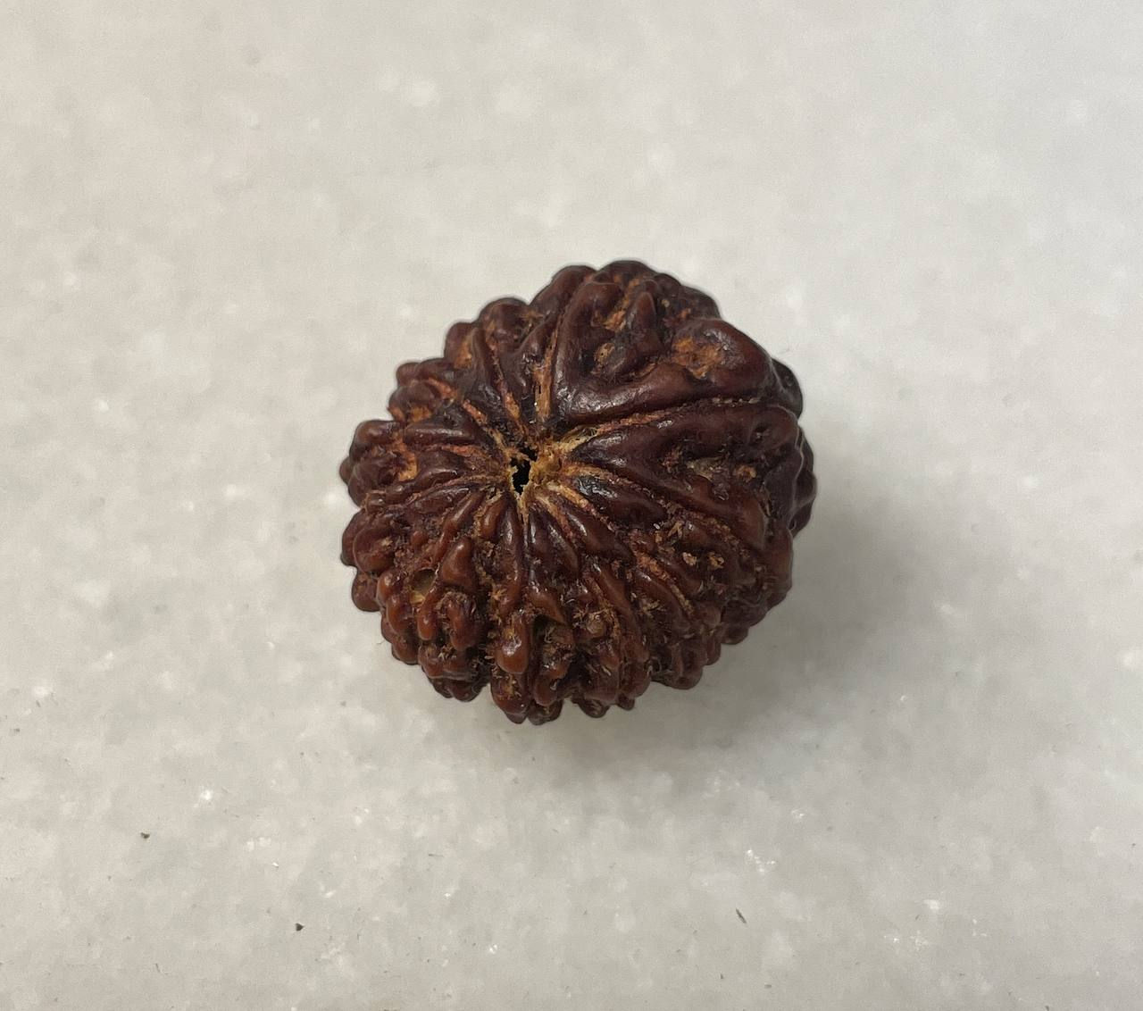 11-Mukhi Nepali Rudraksha