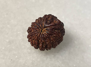 11-Mukhi Nepali Rudraksha