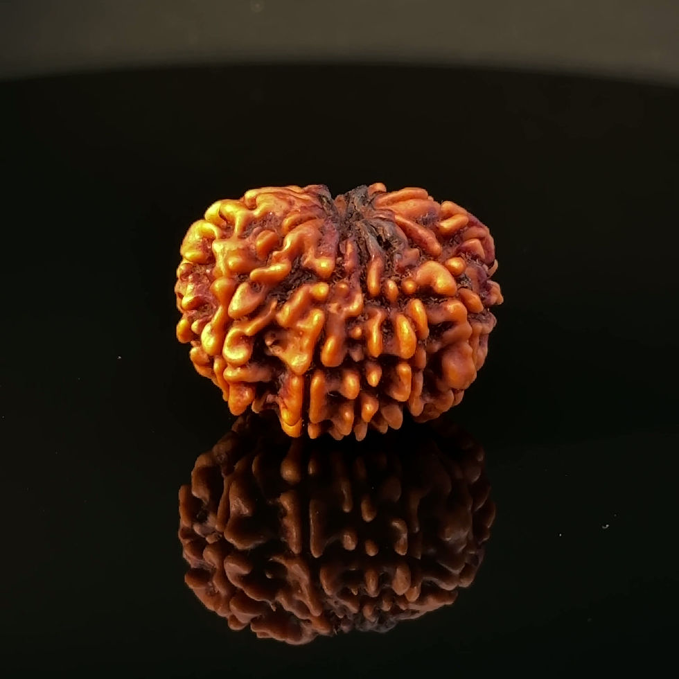 Thumbnail: Certified Original 11-Mukhi Nepali Rudraksha IGL- 146076RD
