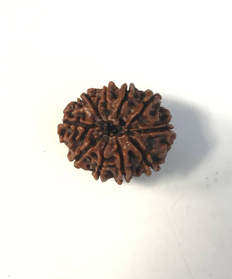 Thumbnail: 10 Mukhi Nepali Rudraksha