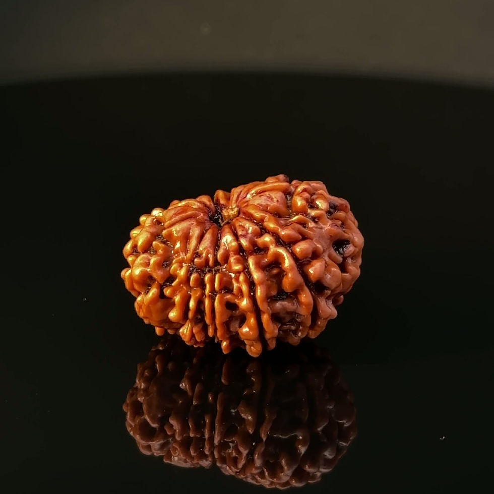 Thumbnail: Certified Original 11-Mukhi Nepali Rudraksha IGL- 146077RD