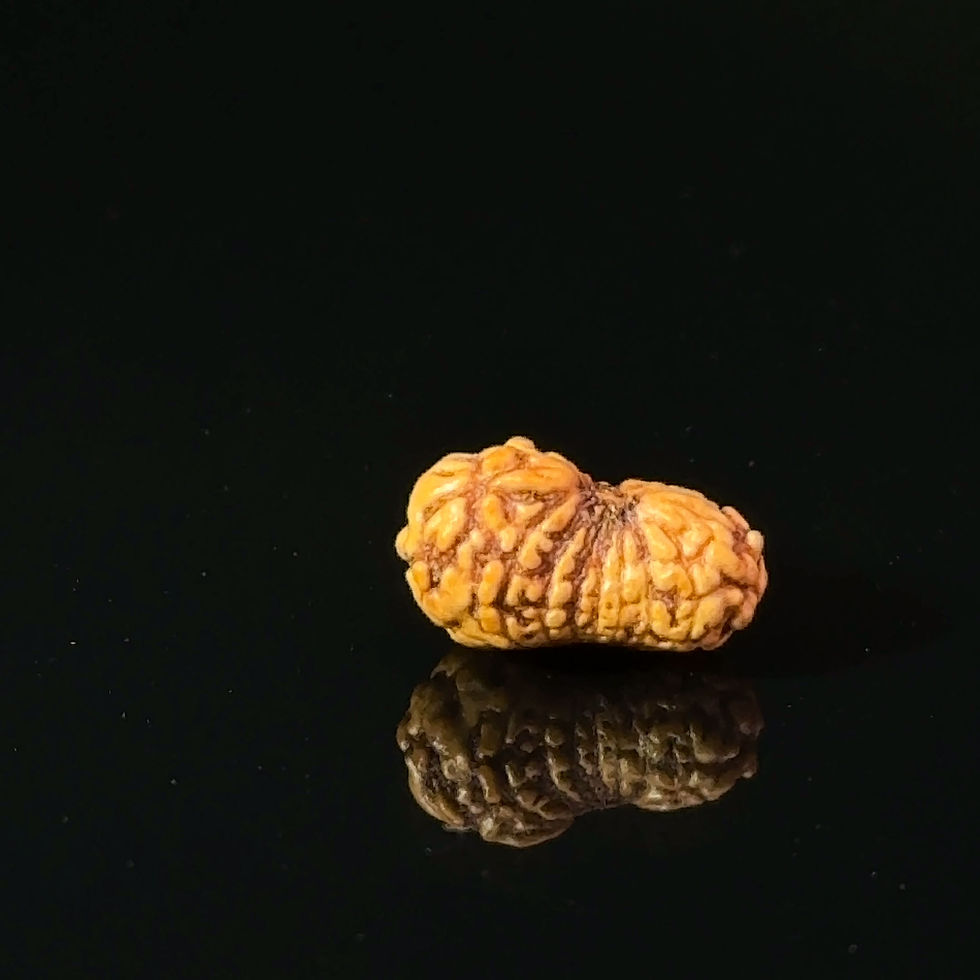 Thumbnail: Certified 17 Mukhi Indonesian Rudraksha IGL- 127555RD