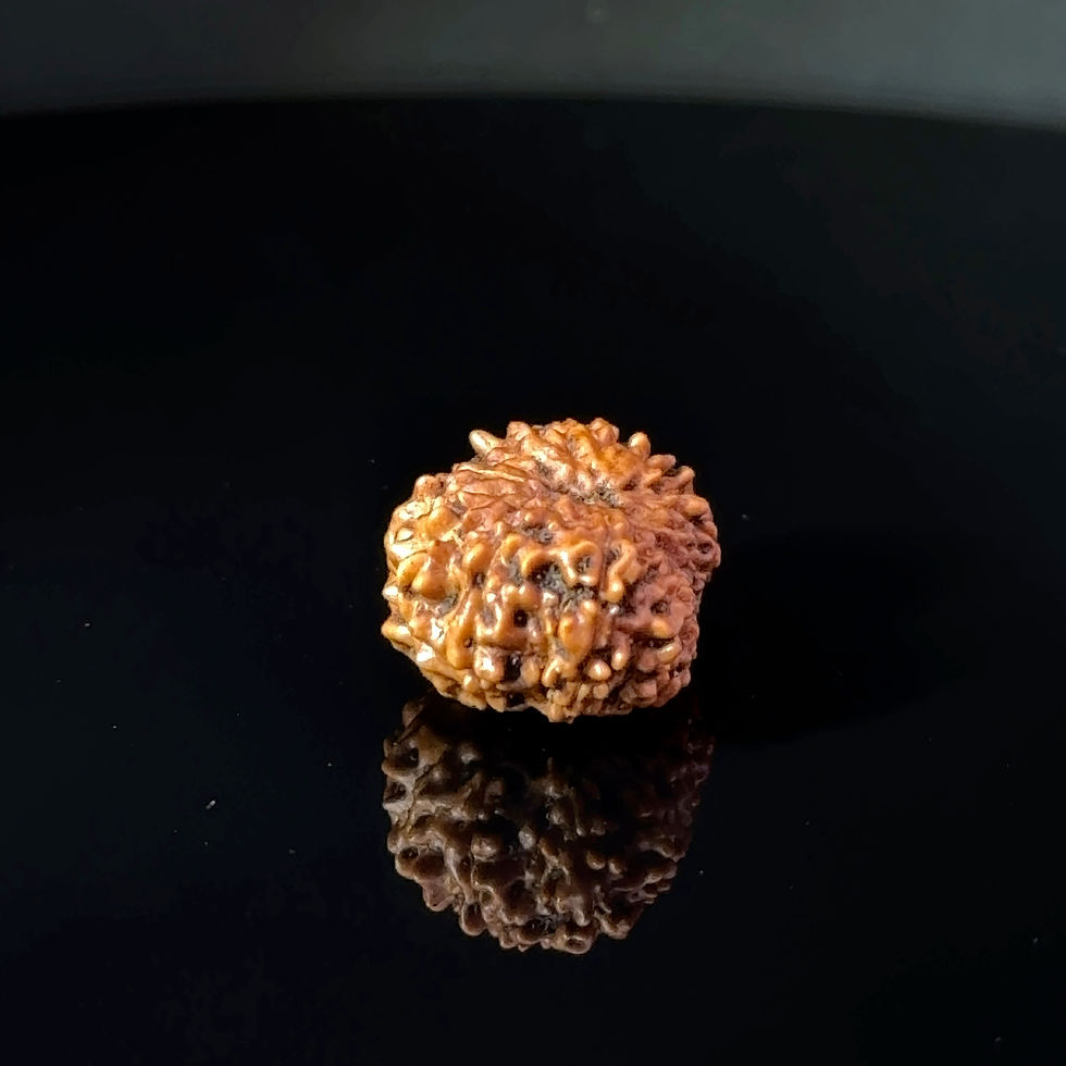 Thumbnail: Certified 15 Mukhi Nepali Rudraksha IGL- 135509RD