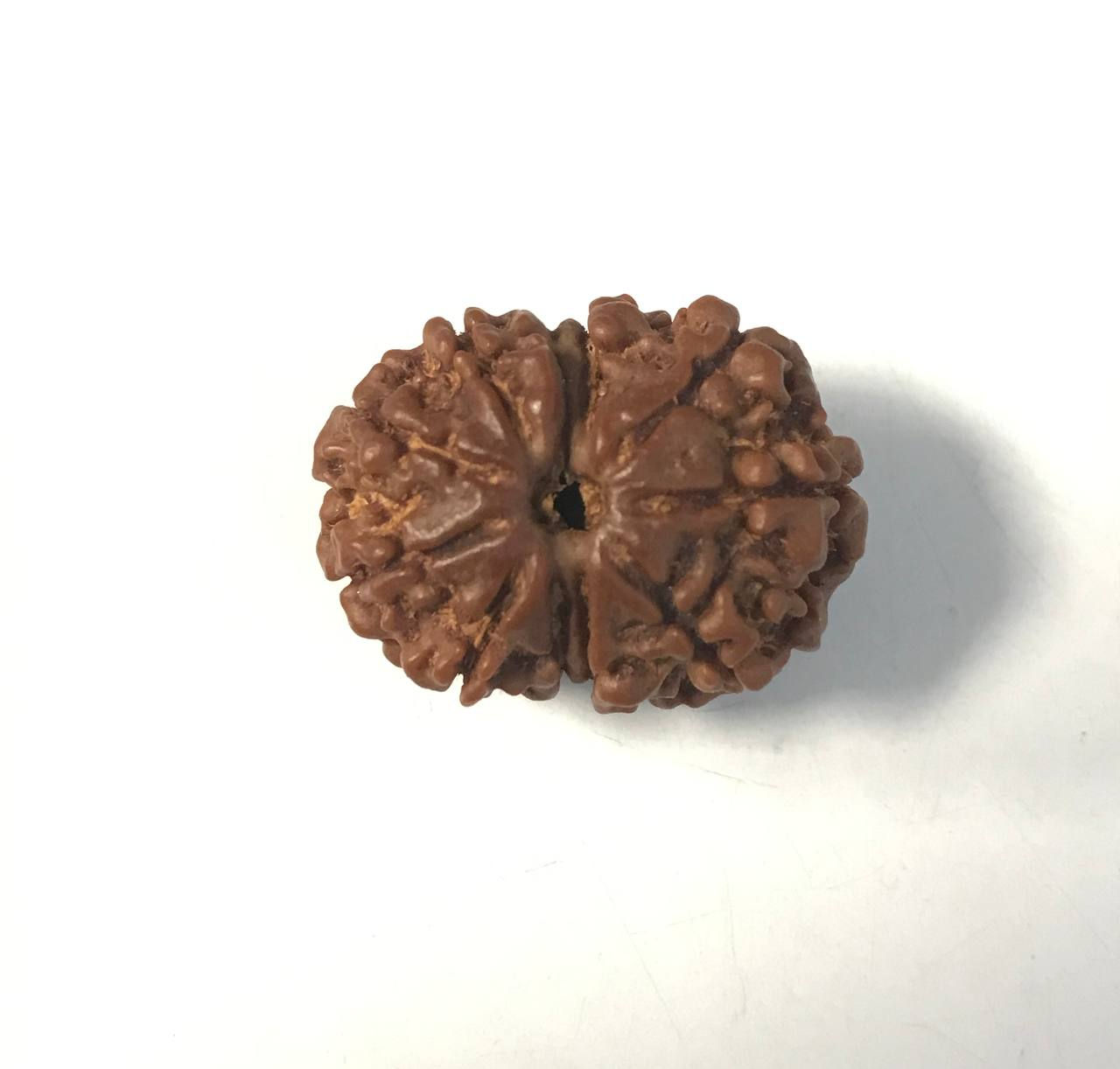 11-Mukhi Nepali Rudraksha